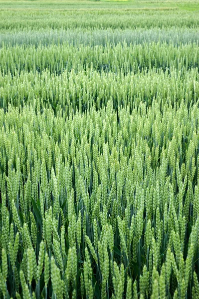 一个美丽的冬小麦示范田的近景 — 图库照片