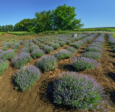 Bahçedeki lavanta çalıları, üst manzara.