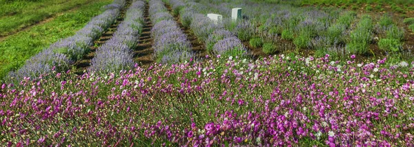Panorama Champ Lavande Serre Avec Des Fleurs Roses Séchées Devant — Photo
