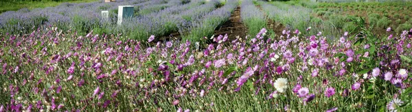 Panorama Champ Lavande Serre Avec Des Fleurs Roses Séchées Devant — Photo