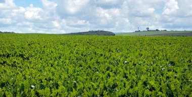 Şeker pancarı açık yeşil yapraklar bulutlu mavi gökyüzü