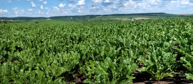 Şeker pancarı tarlada parlak yeşil yapraklar