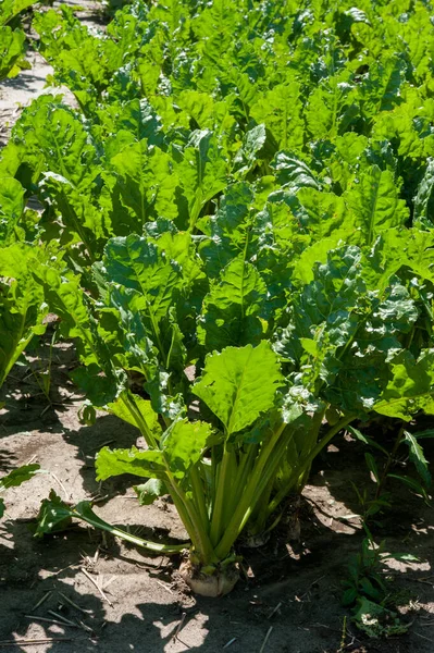 Bright Green Sugar Beet Leaves Closeup Field Three Months Old — Stock Photo, Image