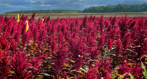 Åkrer Amarantenrøde Planter Med Bakgrunn Fjerne Grønne Skoger Mørk Blå – stockfoto