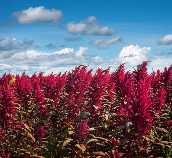 Amaranth Piękny Czerwony Kolor Pole Pod Błękitnym Niebem Chmurami — Zdjęcie stockowe