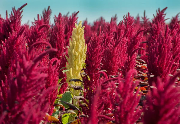 Hermosa Flor Amaranto Rojo Uno Amarillo Campo —  Fotos de Stock