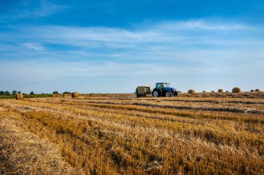 Tarlada mermer taşıyan traktör balyalarda saman topluyor, altın sakal.
