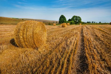 Sarı saman balyası, sakal tarlası çizgileri.