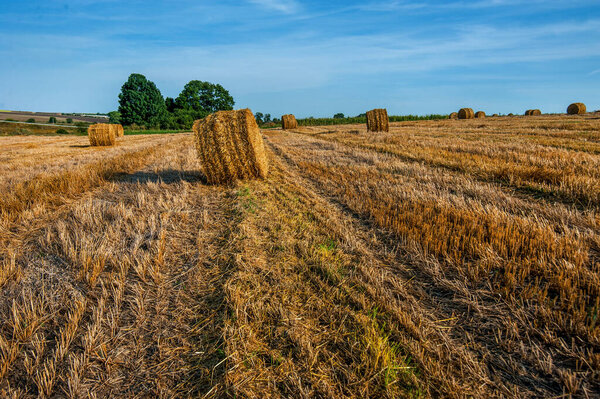 Cylindrical straw bales lie on a sloping field, lines and slopes after harvest.