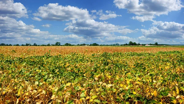 Yellow leaves and soy beans on soybean cultivated field with cloudly sky background.