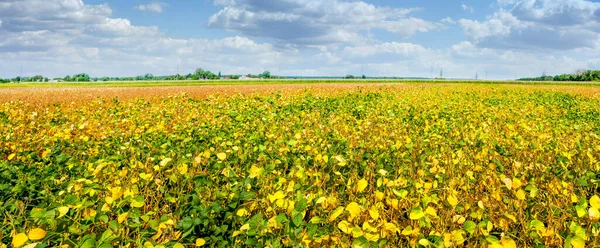 Hojas Amarillas Frijoles Soya Campo Cultivado Cosecha Otoño Fondo Plantación — Foto de Stock