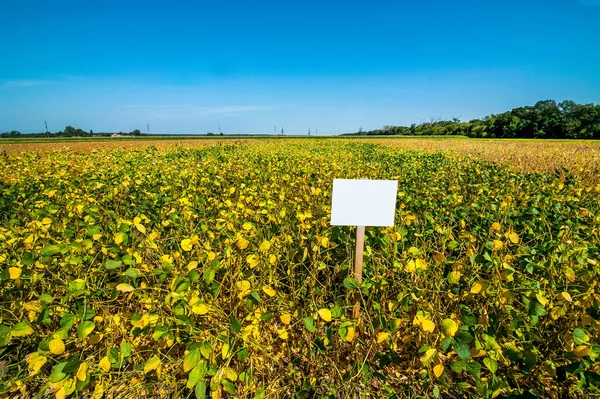 未処理分野における黄色の宗谷の葉のパノラマビュー — ストック写真