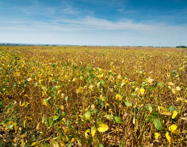 熟した大豆 黄色の葉 枯れてしまった茎 収穫時間 — ストック写真