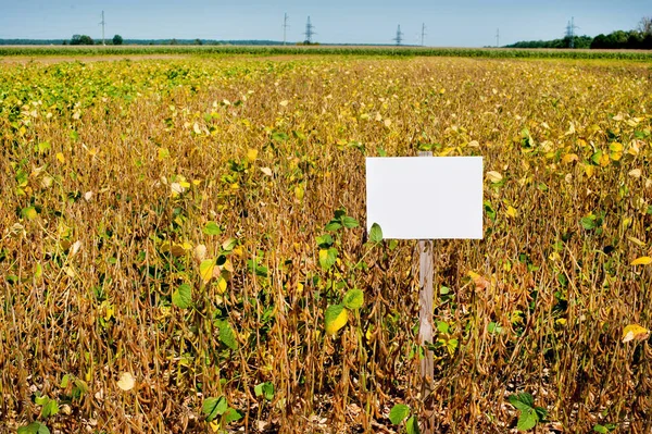 ポインタ 黄色の葉 枯れた茎 収穫時間の熟した大豆のフィールド — ストック写真