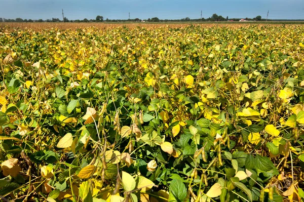 青空を背景に栽培された大豆の黄色の葉 — ストック写真