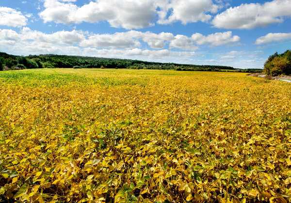 Yellow leaves and soy beans on soybean cultivated field with cloudly sky background.