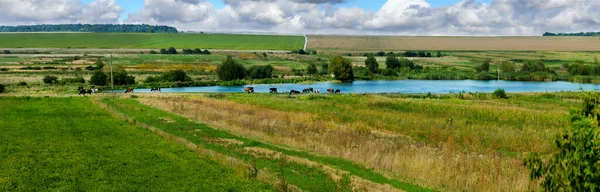 Панорама Пасовища Коровами Ставком Сільськогосподарськими Угіддями Наприкінці Літа — стокове фото