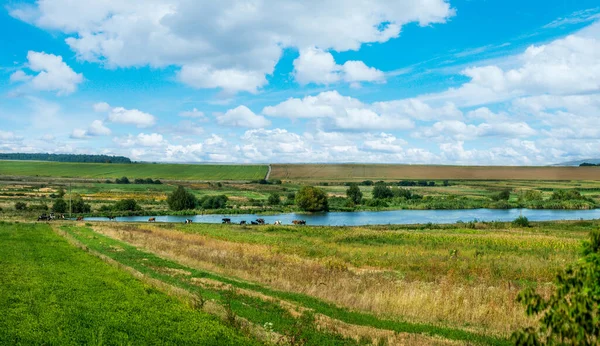 Jordbruksmark Sensommaren Betesmark Med Flock Kor Nära Dammen — Stockfoto