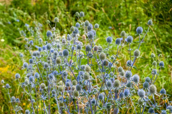 Belle Plante Européenne Tête Bleue Feuilles Plates Feuilles Sauvages Aux — Photo