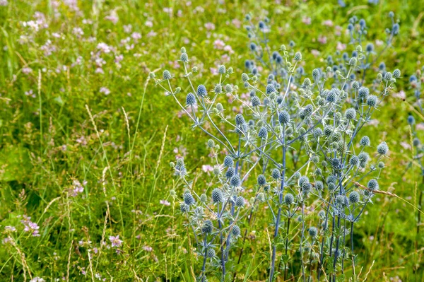 Feuilles Plates Tête Bleue Eryngium Planum Fleur Avec Fond Rose — Photo