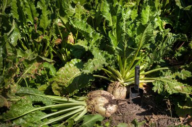 Yerden alınmış pancar kökü ve küçük bir kürek.