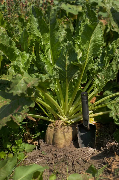 Sugar Beet Roots Ground Agronomist Shovel — Stock Photo, Image