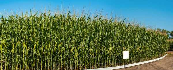 ポインタを持つ農地円形のトウモロコシ畑のパノラマ — ストック写真