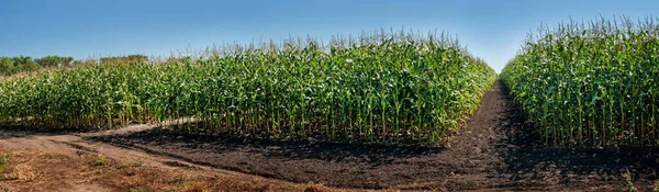 Sektory Demonstracyjnych Pól Kukurydzy Uprawach Rolnych — Zdjęcie stockowe