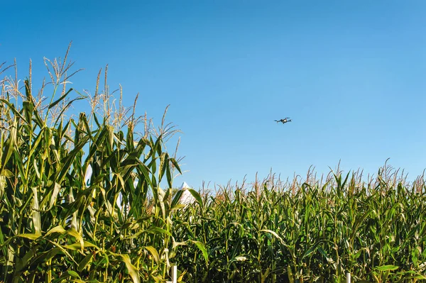 Flygande Drönare Ovanför Majsfältet Konceptuell Drönarundersökning Inom Jordbruket — Stockfoto