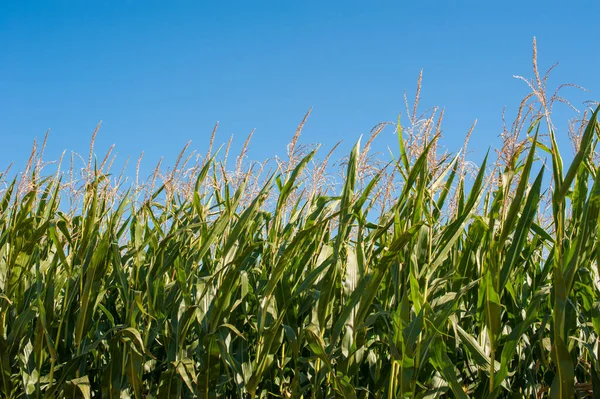 Зелені Кукурудзяні Рослини Тлі Блакитного Неба Високі Стебла — стокове фото