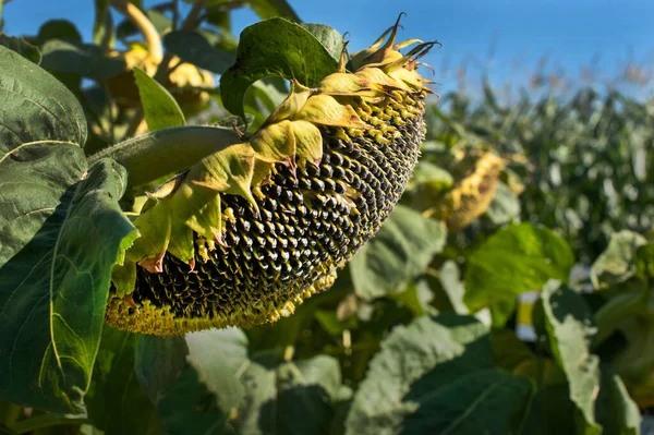 sunflower flower with ripe black seeds. Field of Mature crops.