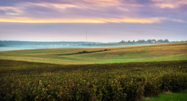 Frenk üzümü tarlaları akşam gökyüzünün altında yuvarlanan tarlalar boyunca uzanıyor. Ufukta bir ışık sisi görünüyor..