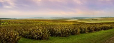 Frenk üzümü tarlaları akşam gökyüzünün altında yuvarlanan tarlalar boyunca uzanıyor. Ufukta bir ışık sisi görünüyor..