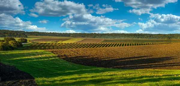 Panorama of plowed field and currant plantations across rolling lands, warm light and shadows under a beautiful sky
