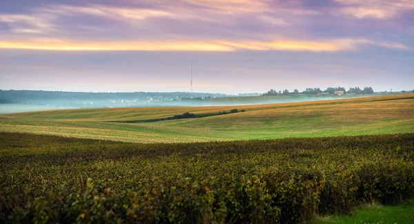 Frenk üzümü tarlaları akşam gökyüzünün altında yuvarlanan tarlalar boyunca uzanıyor. Ufukta bir ışık sisi görünüyor..
