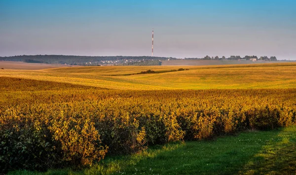 rows of currant plantation, wavy lines of hills, light fog on the horizon under the evening sky