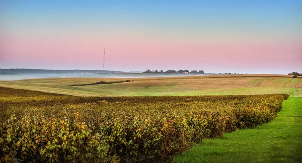 Kuşüzümü tarlaları, akşam gökyüzünün altında hafif sis.