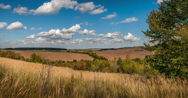 Yeşil tarlaların manzarası, sonbahar renklerinde ekilebilir kara ormanları ön planda parlak mavi gökyüzünün altında bulutlu Calamagrostis epigejolar kurur.