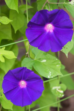 Bir sabah yaz renkleri sabah zafer çiçek.