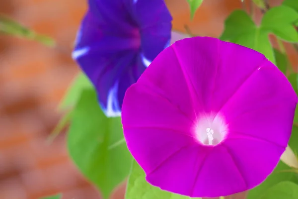 Flor Gloria Mañana Que Colorea Una Mañana Verano — Foto de Stock