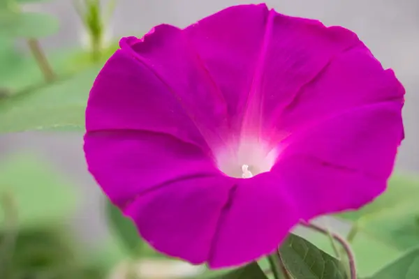 Flor Gloria Mañana Que Colorea Una Mañana Verano — Foto de Stock