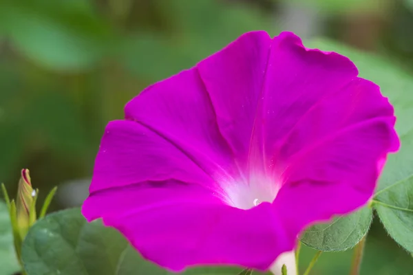 Fiore Della Gloria Del Mattino Che Colora Una Mattina Estate — Foto Stock