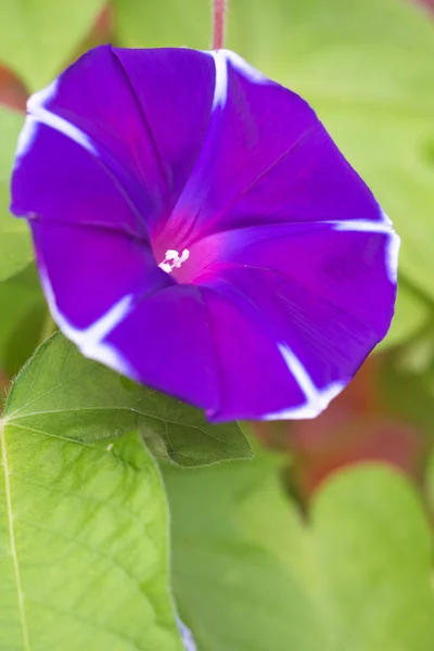 Flor Gloria Mañana Que Colorea Una Mañana Verano — Foto de Stock