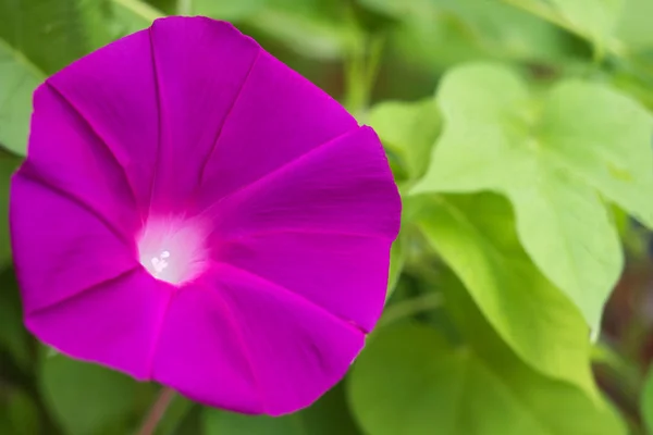 Flor Gloria Mañana Que Colorea Una Mañana Verano — Foto de Stock