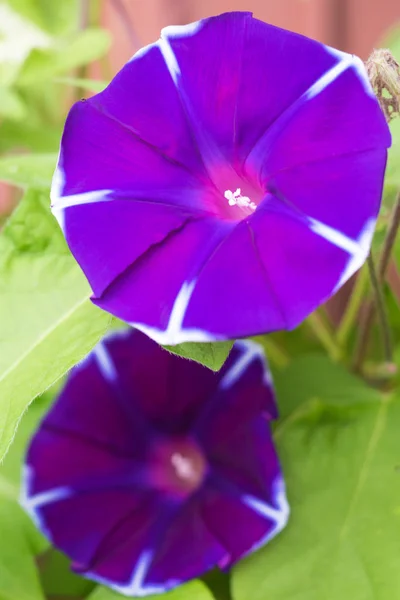 Virág Vízesése Amely Egy Reggel Nyári Színek — Stock Fotó
