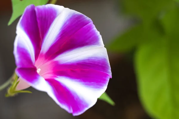 Квітка Ранкової Слави Яка Забарвлює Ранок Влітку — стокове фото
