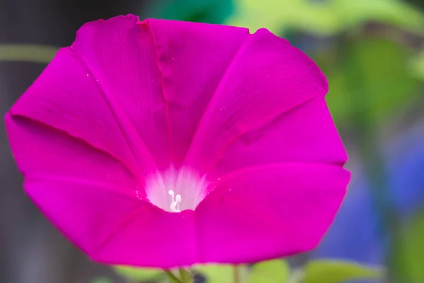 Bloem Van Ochtend Glorie Die Een Ochtend Zomer Kleuren — Stockfoto