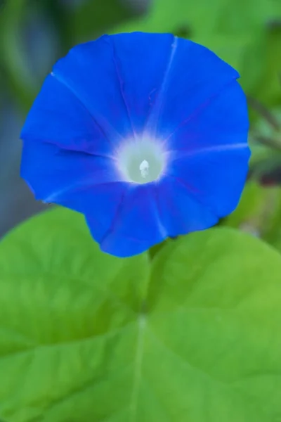 Flor Glória Manhã Que Cores Uma Manhã Verão — Fotografia de Stock