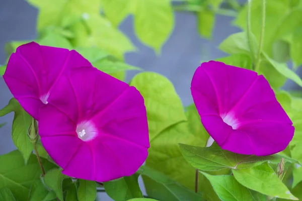 Flor Gloria Mañana Que Colorea Una Mañana Verano — Foto de Stock