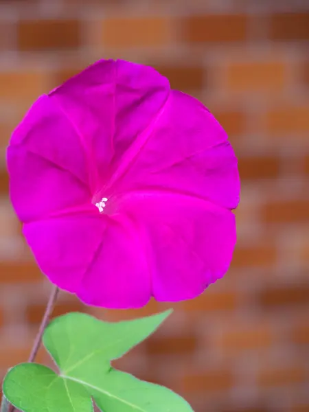 Flor Gloria Mañana Que Colorea Una Mañana Verano — Foto de Stock